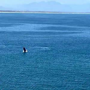 Whale's Tale Fish Hoek